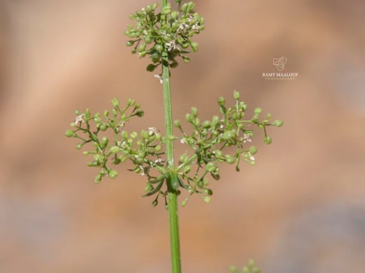 Galium samuelssonii