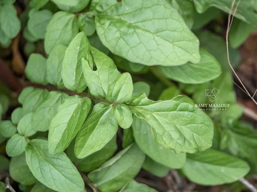 Valeriana italica