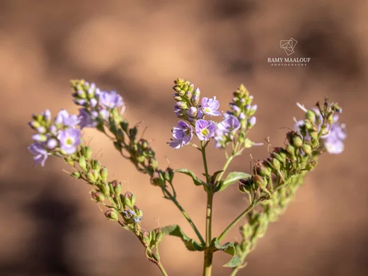 Veronica anagallis-aquatica subsp. lysimachioides