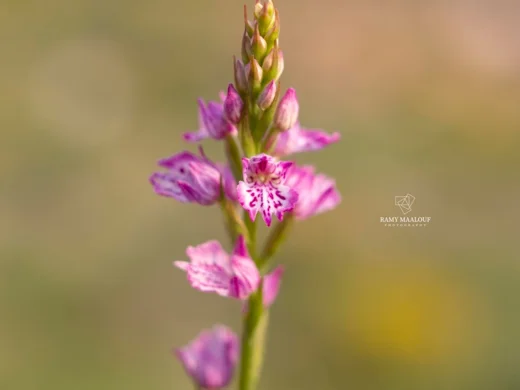 Dactylorhiza iberica