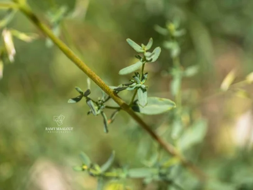 Hypericum tetrapterum
