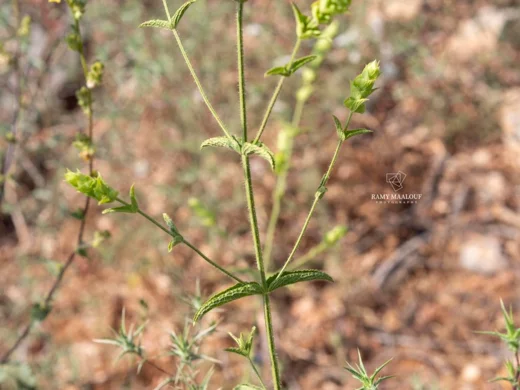 Sideritis pullulans