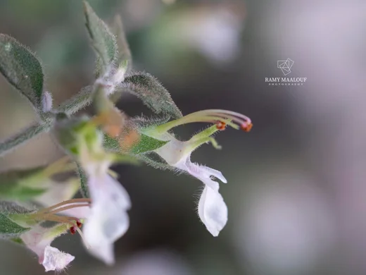 Teucrium divaricatum subsp. divaricatum