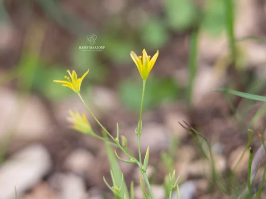 Gagea gageoides