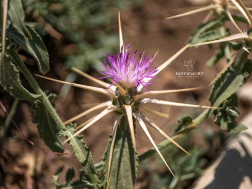 مرار