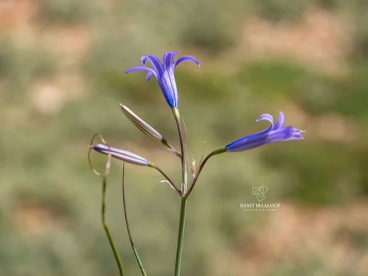 زعيتمان تتري