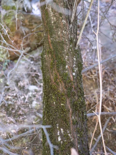 Prunus ursina