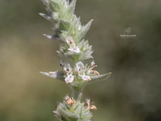 Stachys longispicata