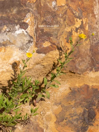 رعراع أيوب