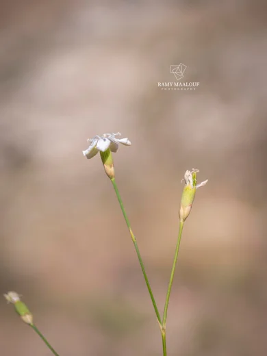 Dianthus micranthus var. alb