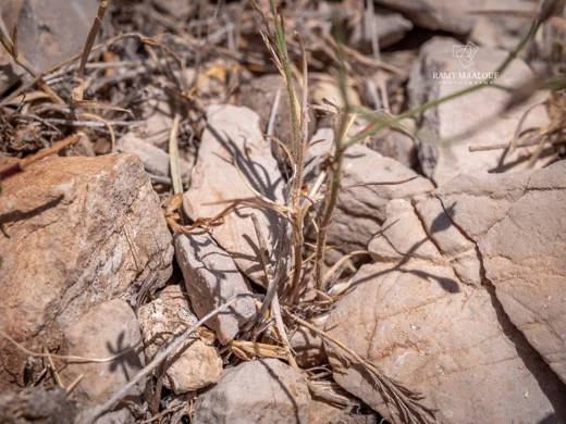 Dianthus pachygonus