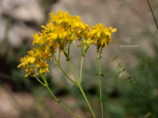 Hypericum tetrapterum