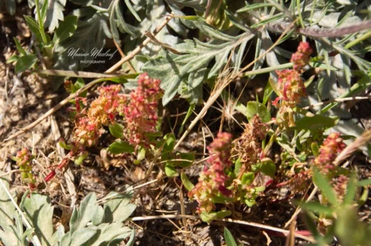 Rumex bucephalophorus