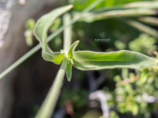 Silene latifolia subsp. alba