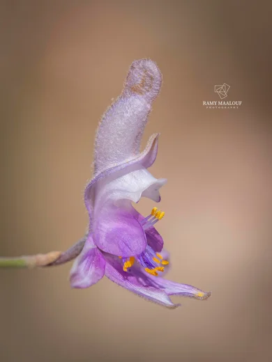 Delphinium sclerocladum