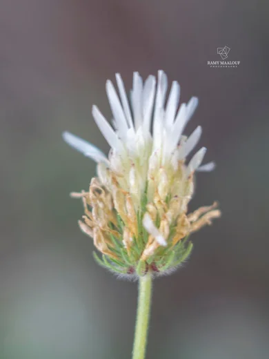 Trifolium farayense