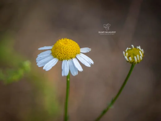 Tripleurospermum inodorum