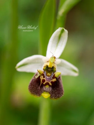 Ophrys bornmuelleri