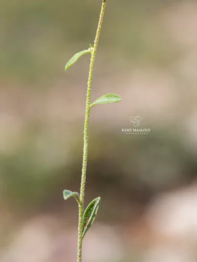 Odontarrhena muralis