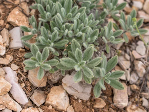 Onosma sanninensis