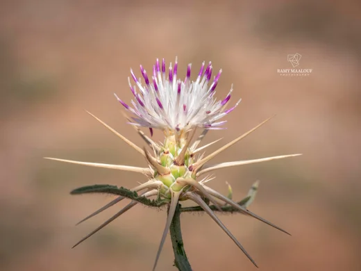Centaurea iberica subsp. meryonis