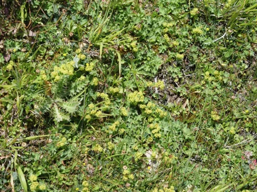 Alchemilla diademata
