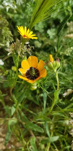 نسب المصنف - غير تجاري 4.0 دولي (CC BY-NC 4.0)- i naturalist.