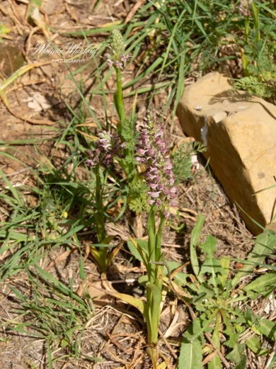Anacamptis coriophora subsp. fragrans