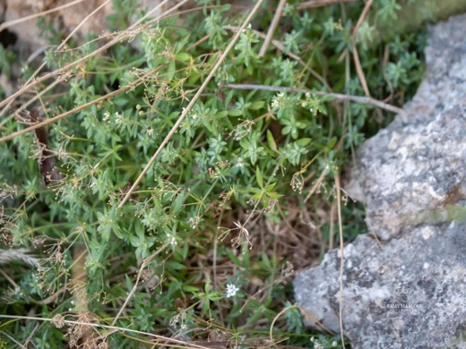Galium pestalozzae