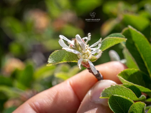 Amelanchier parviflora