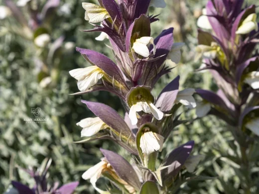 Acanthus syriacus