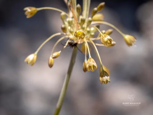 Allium longispathum