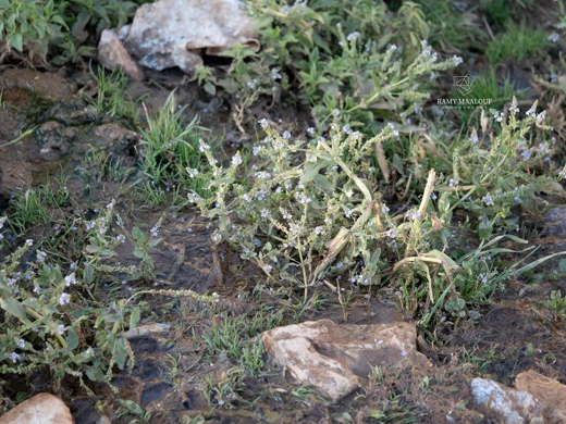 Veronica anagallis-aquatica subsp. lysimachioides
