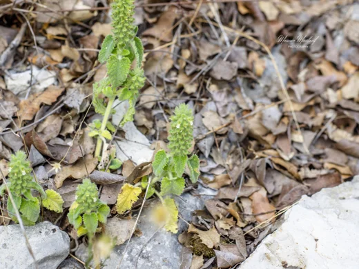Teucrium stachyophyllum