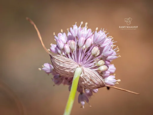 Allium rupicola