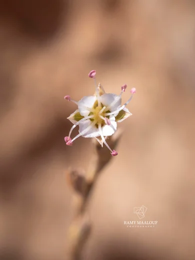 Bufonia ephedrina