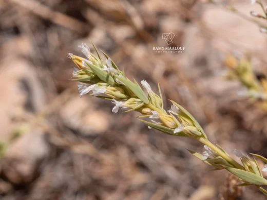 Linum strictum subsp. spicatum