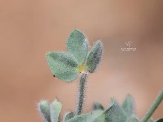 Lotus gebelia subsp. libanoticus