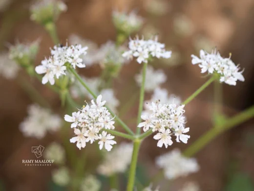 Heracleum humile