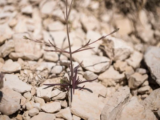 Odontites aucheri