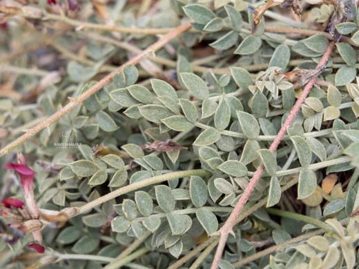 Astragalus angulosus