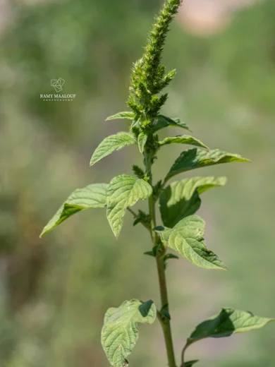 Amaranthus hybridus