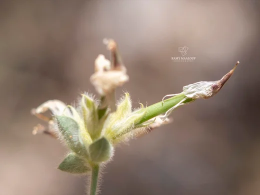 Lotus gebelia subsp. libanoticus