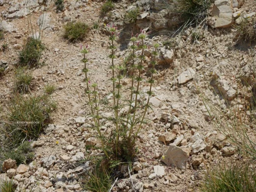 Morina persica