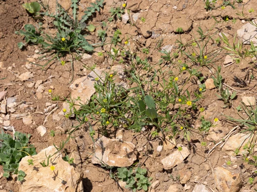 عشبة الباسور