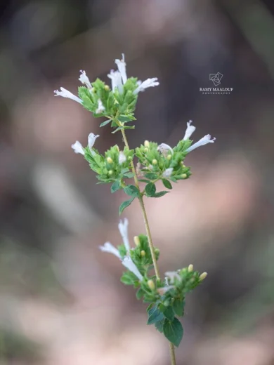 Origanum × barbarae