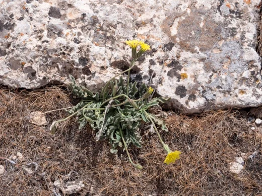 Leontodon libanoticus