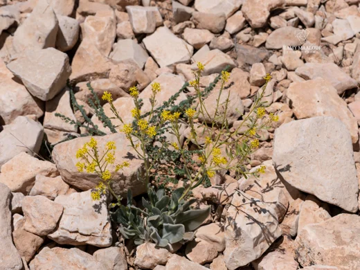 Isatis cappadocica subsp. macrocarpa
