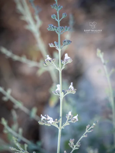Clinopodium barbatum
