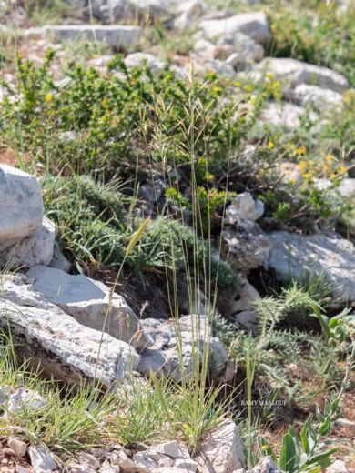 Bromus tomentellus